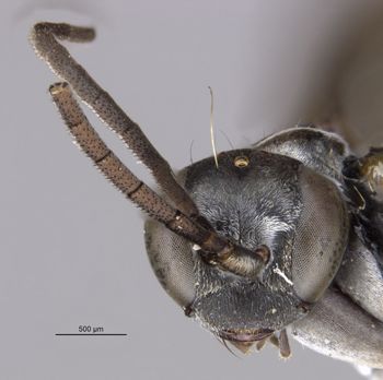 Media type: image;   Entomology 30972 Aspect: head frontal view